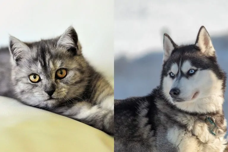 Nálunk a kutyák és macskák nem csak vendégek, hanem családtagok is.